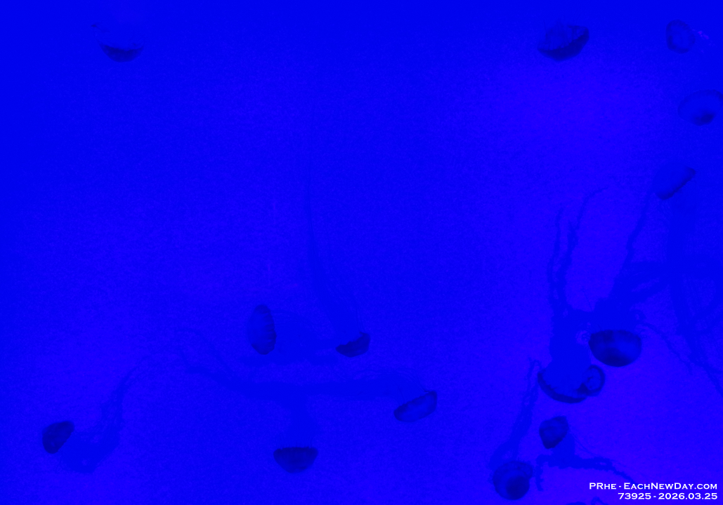 73925CrRe - Celebrating Dan's birthday at Ripley's Aquarium